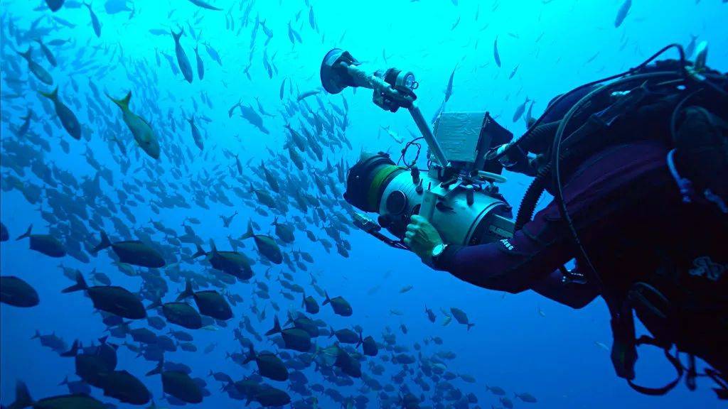 潜水|如何一眼识别“隐形贵公子”？