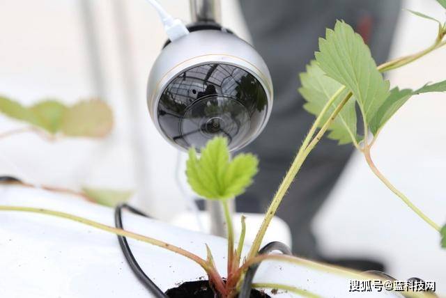 数字化|拼多多赋能数字化农业，他们还隐藏了多少黑科技？