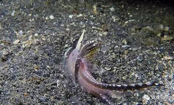 原创海底博比特虫轻易捕鱼形似大蜈蚣却难于看到博比特虫的虫身