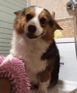 眯眯眼飞机耳,你家狗狗是这样吗?