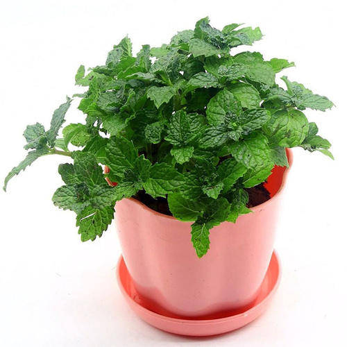 补充|疏松透气不烂根！盆底垫点“好东西”