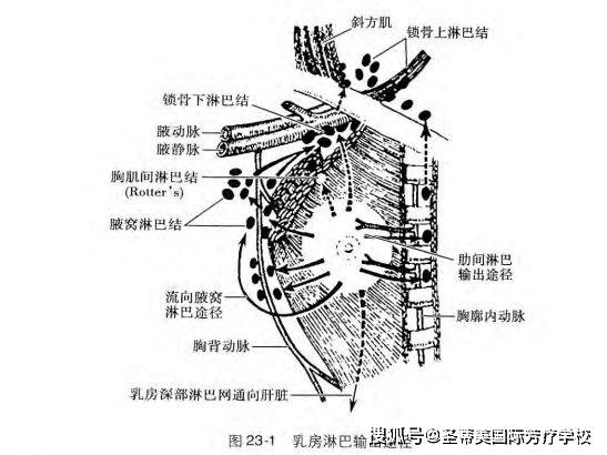 乳房生理结构知识 naha&ifpa芳疗师认证考试_淋巴