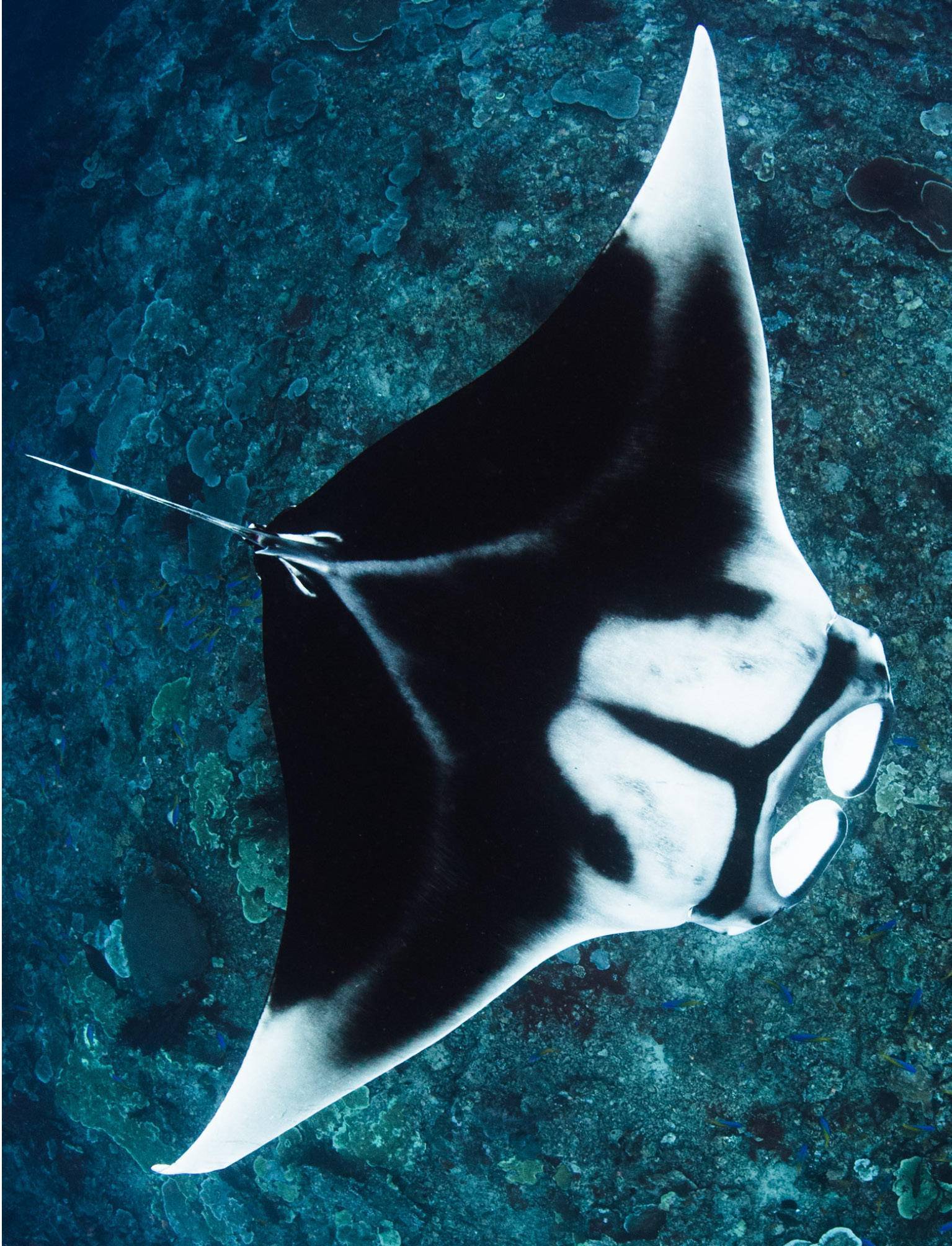 彩妆|捂好钱包!下半年彩妆界新品来啦,颜值高的让人实在是心动