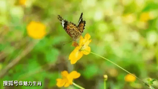 8月鸿运滚滚,贵人多多,4生肖中大奖,发大财,鸿运天天涨