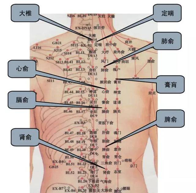 三伏贴的敷贴位置: 三伏贴一般选择:身体前面的 膻中,天突,大椎,肺俞