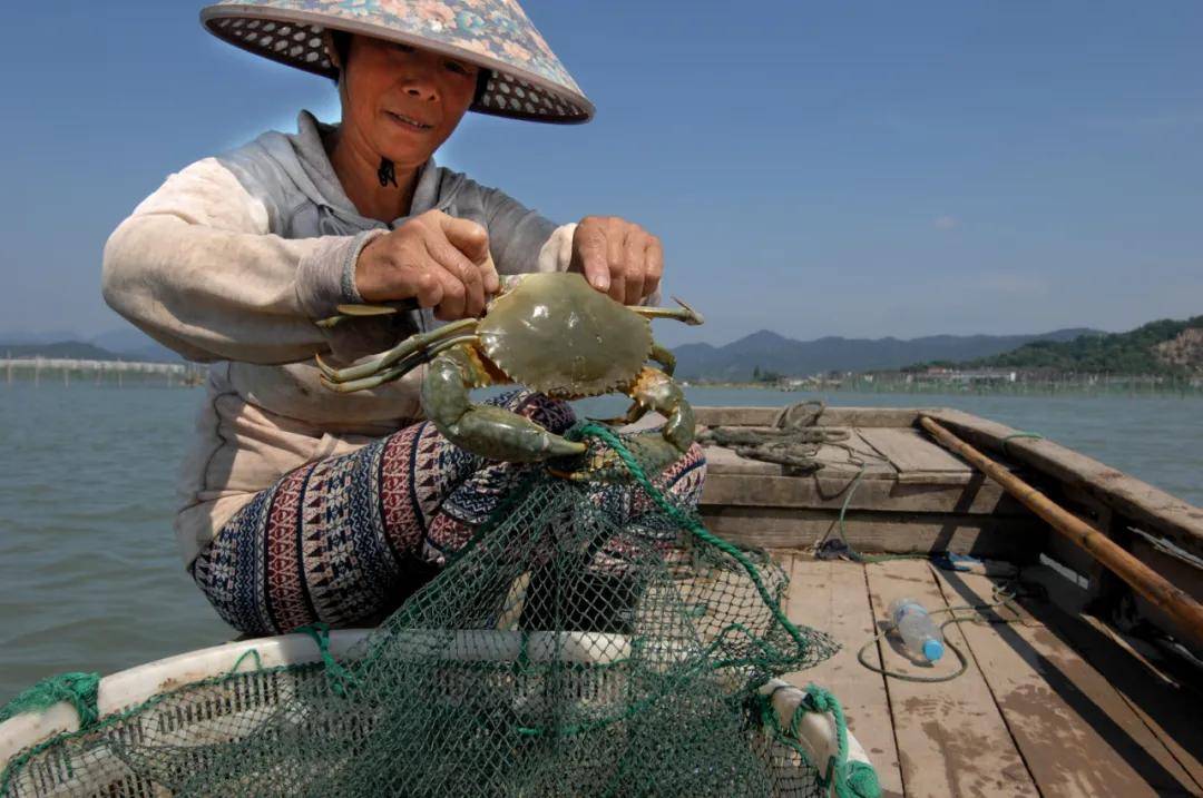 别流口水!宁波养殖梭子蟹夏捕开始!