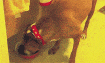 e3ba129c4abd4f63ab4c44c0e018a879.gif