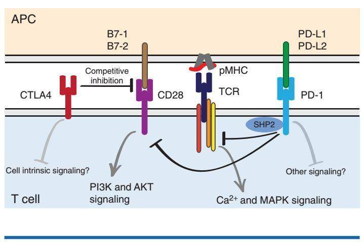 由于ctla4在调节t细胞激活中的核心作用,因此它的负性共刺激
