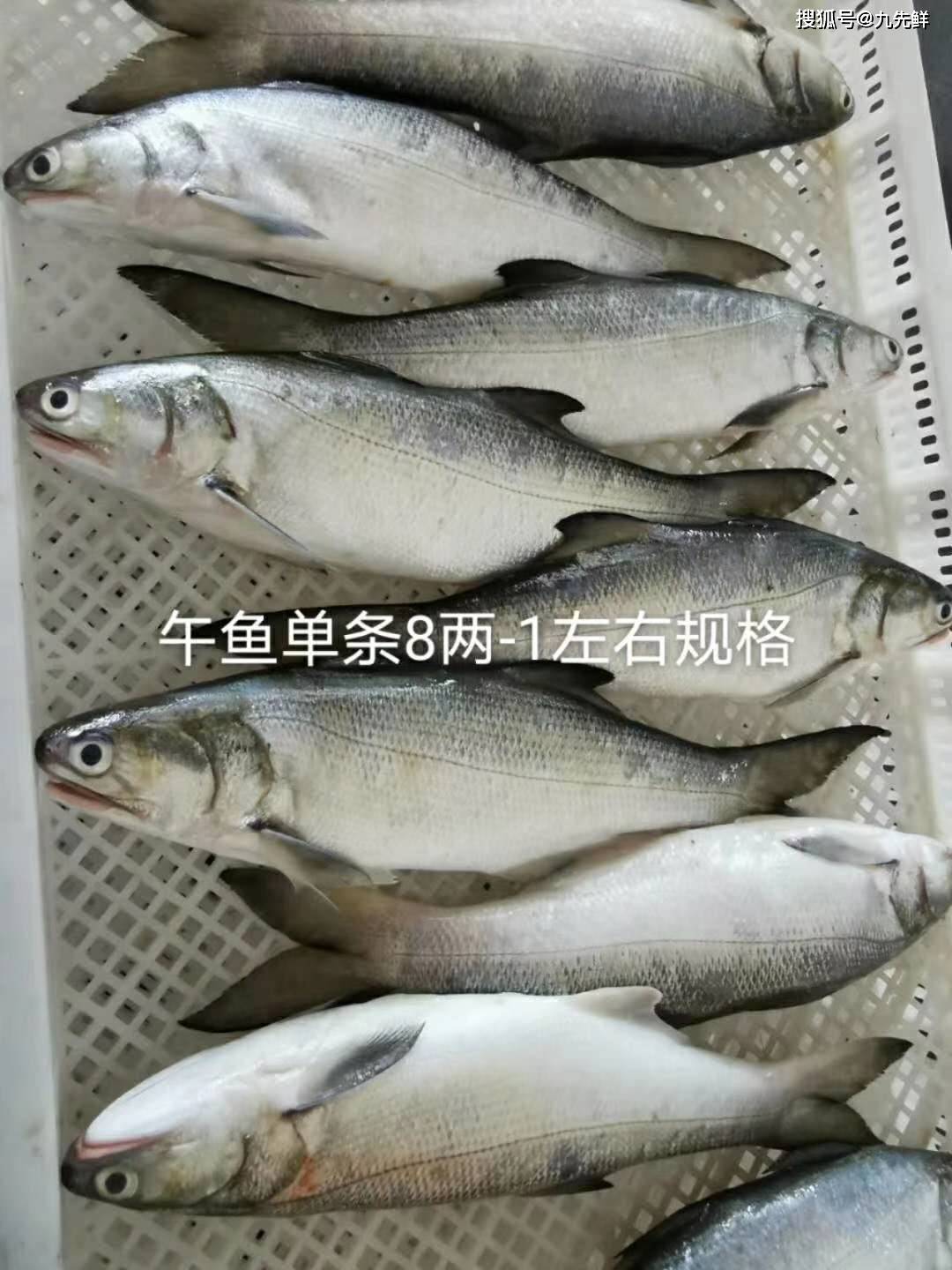 午鱼是我国东南沿海具有较高经济开发价值的良好食用鱼类,其脂肪含量