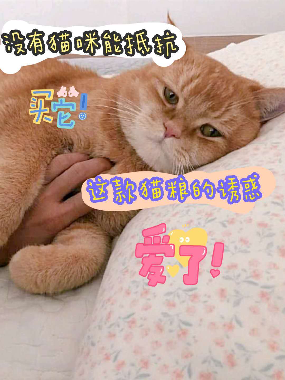 性价比极高的猫粮 7354db8ef132412ca18b9701407d4a02.jpeg