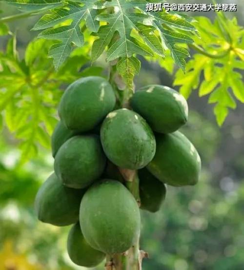 怎样种木瓜树成活率高 8101196d280a412ea575bf97e2c8ee3a.jpeg