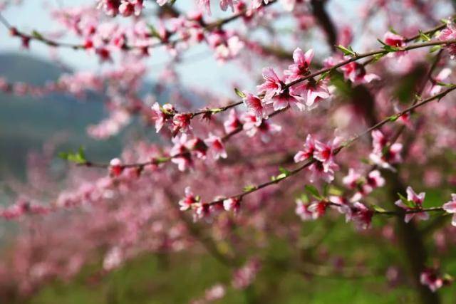 彭山|桃中极品，口口香甜彭山黄桃