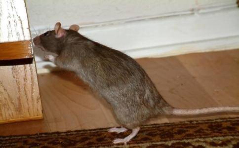 房子里有老鼠怎么办