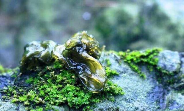 雷雨后才会出现的"高钙菜",很多人看到嫌脏,尝过才知美味无比_雷公