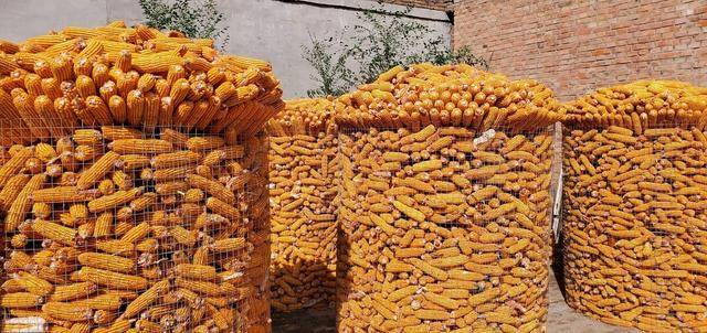 什么时候种小麦合适啊 28b80af441ed4ea59c51672dd586f9a5.jpeg