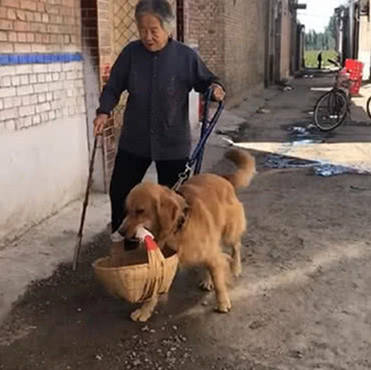 金毛与奶奶相依为命,每天都要帮忙叼菜篮子,懂事的样子超暖心