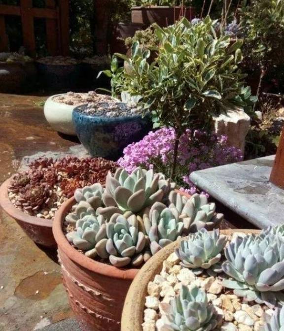 多肉小院子 f20cc55d543b415faf91aeaacf9a0f54.jpeg