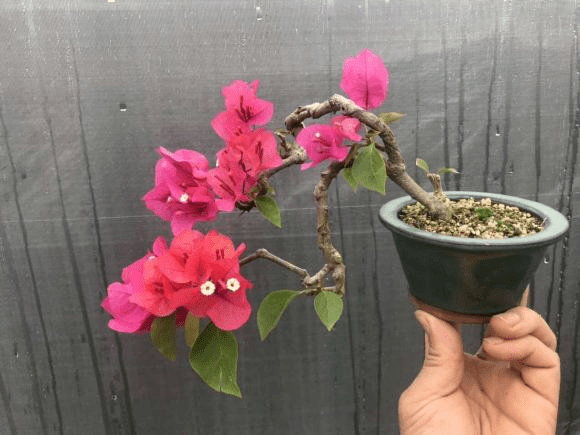 精品三角梅花卉 6142ada08b914758942330ccf8590309.png