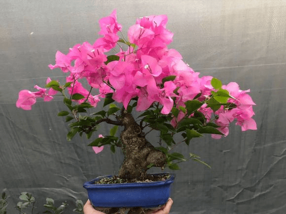 精品三角梅原盆原土 816a002ffa114d03bd86623c736d87ab.png