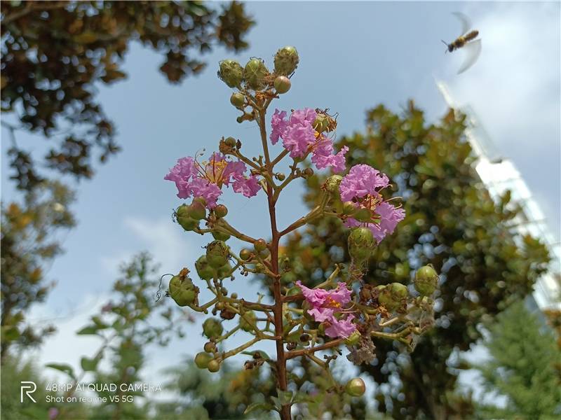 天玑720中端王炸!realme真我V5首发评测