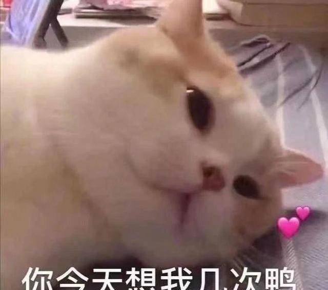 最近很火的猫咪表情包沙雕 ec9dbdd6626b4648b9567f07d584d573.jpeg