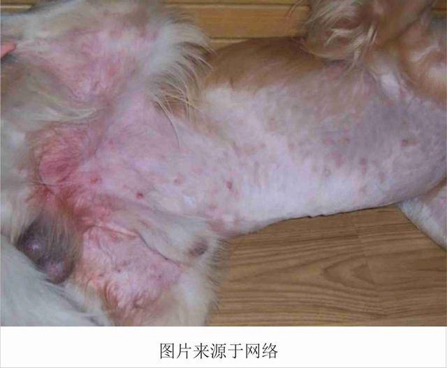 狗狗常见的几种皮肤病,附发病原因及治疗方法!