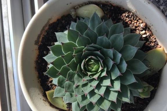 多肉怎么施肥磷酸二氢钾 6e3c61d7b8ee48c48bd69a57b55809c0.jpeg