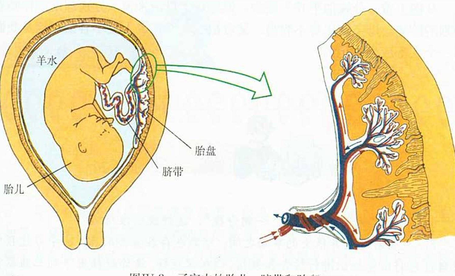图4-37人工胎盘剥离术-妇产科学-医学