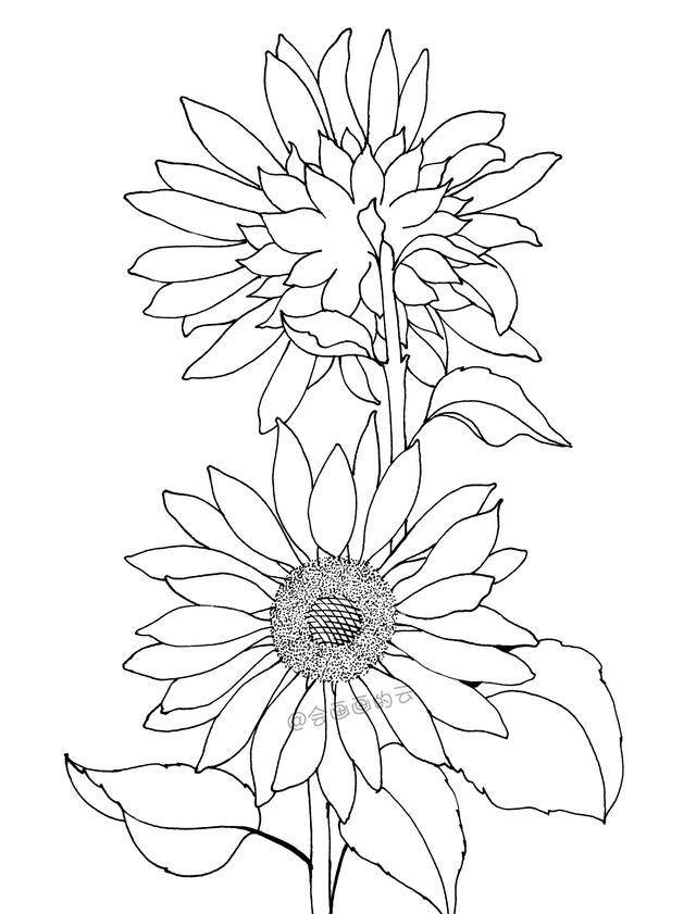 画画就是这么简单!教你如何用一支笔画线描花卉