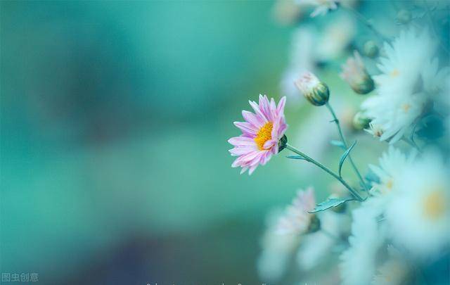 怎么才能提升自己的桃花运 cd117686398b4e67b3bd0366ece13df0.jpeg