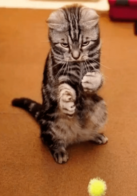 猫咪出拳的速度有多快?