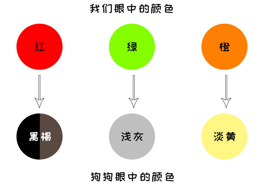 狗狗到底是不是色盲,它们眼中的颜色到底是怎么样的?_手机搜狐网