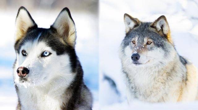 是9500年历史的西伯利亚狗卓霍夫,还是33,000年前的西伯利亚狼?