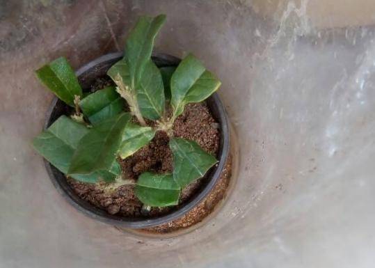 怎么养花土透气 c8d1b6f9b35b46b5aae2f57de6992906.jpeg