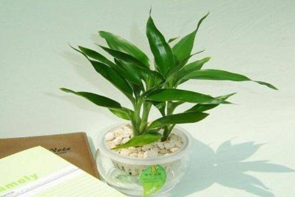 富贵竹几根发财 0001256856b24279a00533082612d97d.jpeg