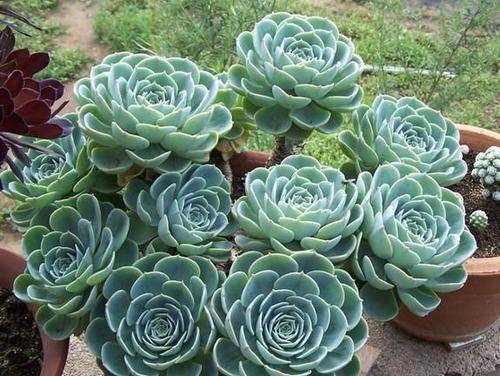 多肉怎么养颜色才鲜艳 2222c05bdd4f48fab51c671cd9ba0f55.jpeg