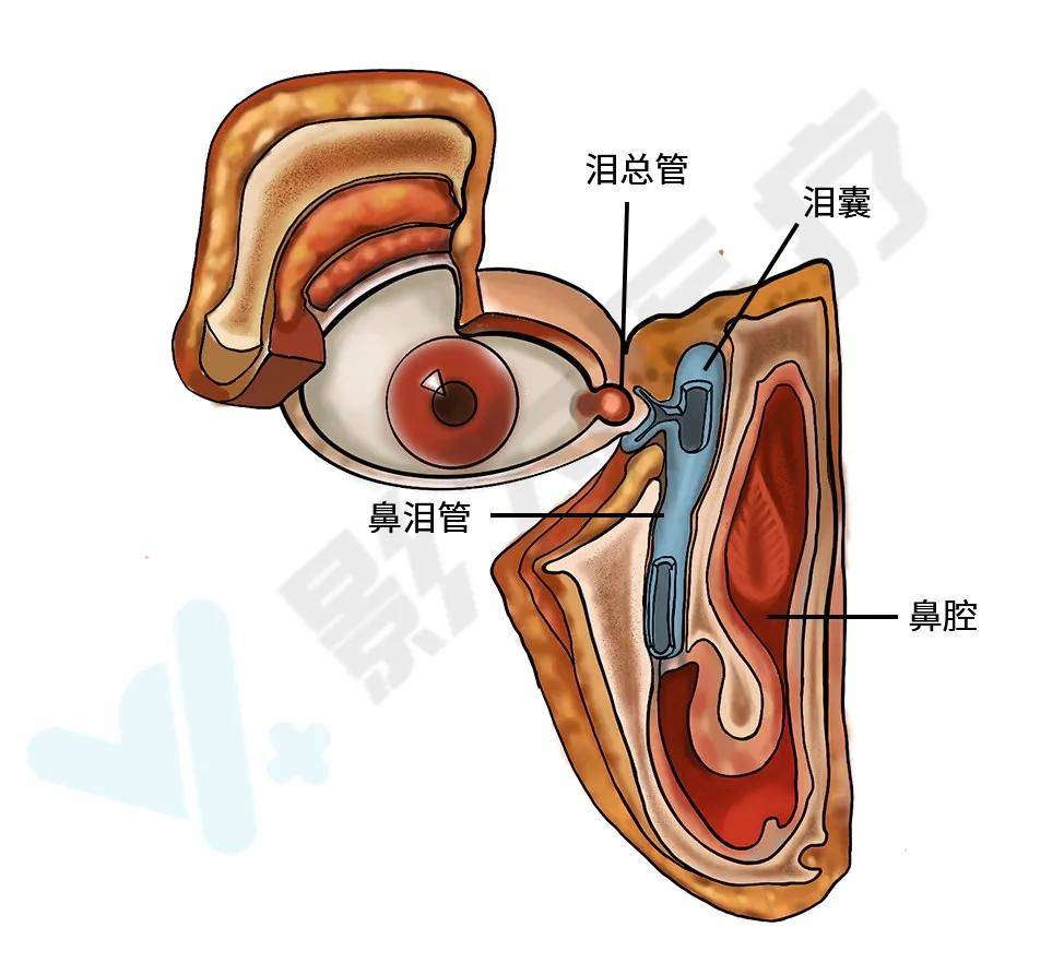 泪道中最关键的部分是连接鼻腔的鼻泪管,而它就藏在鼻眶筛区域中较