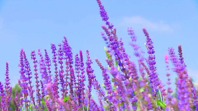 寻找潍坊最美风景:紫色花海惹人醉,药花谷约你来打卡