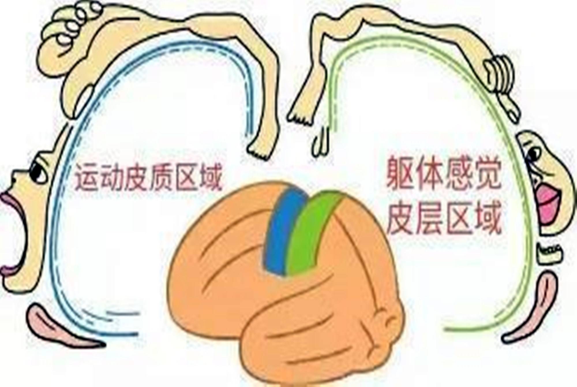 锻炼|如果条件允许，不要错过这个部位的锻炼，能影响孩子第二大脑发育