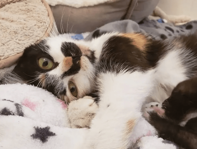 怎么挑选小猫幼崽 06ae805a40b54683a348f8123df39d23.png