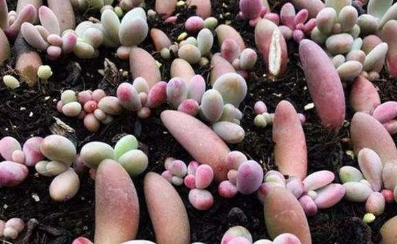 多肉叶插只生根不发芽是什么原因 534fca44b27a47f4baa577d55098826a.jpeg