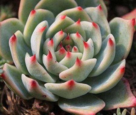 多肉小朋友视频 fe5f80b13dba45d4863142417a8c4fb2.jpeg