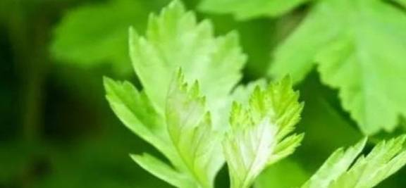 女人梦见草药是什么意思 女人梦见采草药