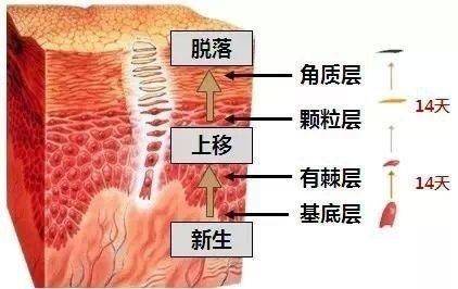 常用的角质剥脱剂?