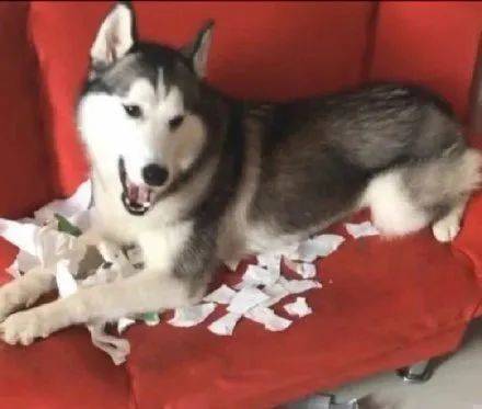 小朋友|“老师！我的暑假作业被狗吃了！”