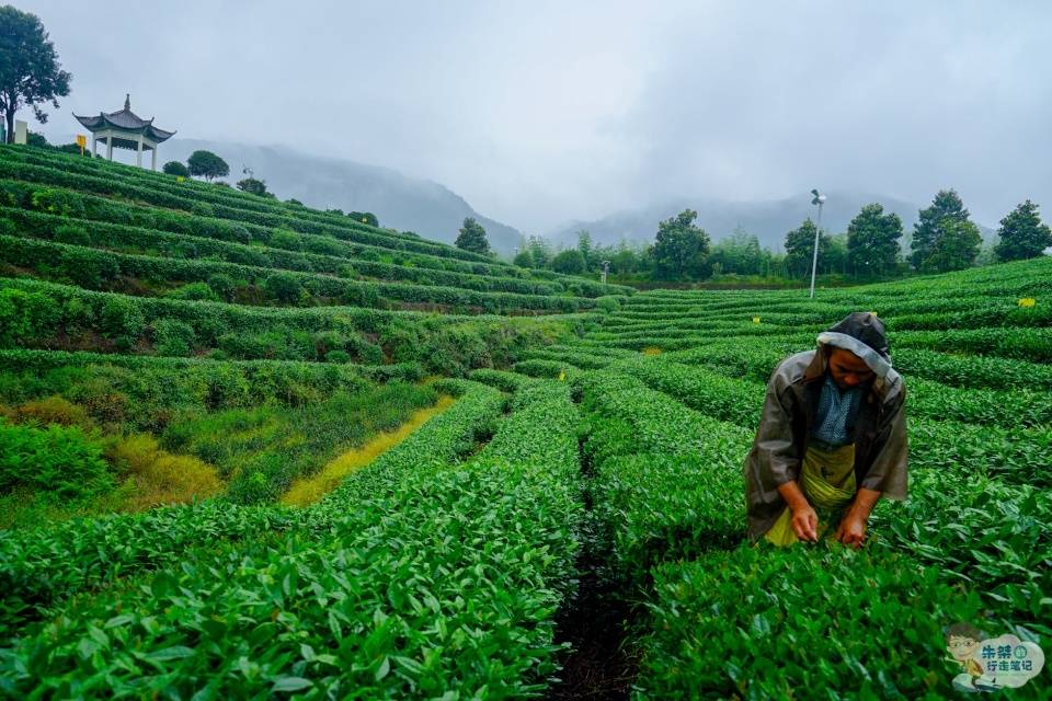 红楼梦|茶叶中被“黑”最惨的茶，在四大名著《红楼梦》中直接被贾母嫌弃