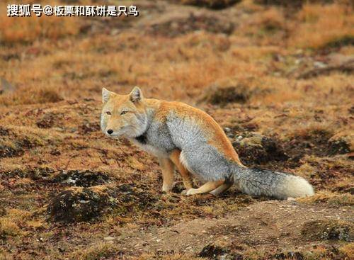 原创狐狸界行走的表情包:藏狐,靠颜值低走红,一张脸写满了嘲讽鄙视