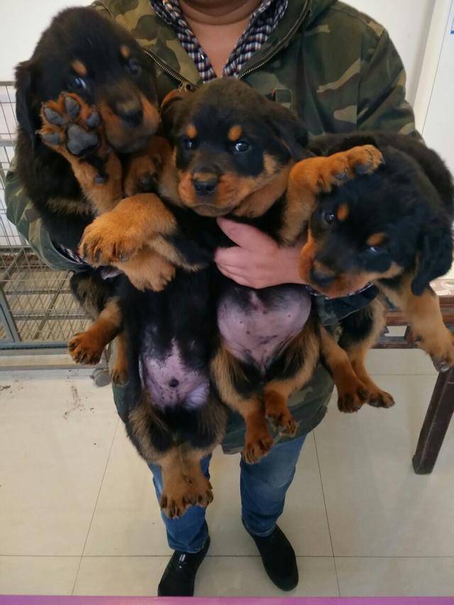 捷克狼犬