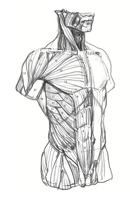 画工超强的人体结构图,教你画人体素描,一波超棒的动态资料,收藏啦!
