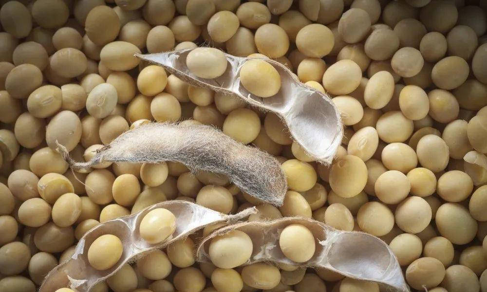 几月份种黄豆 d18008d39c92406cb653002b337d55d1.jpeg